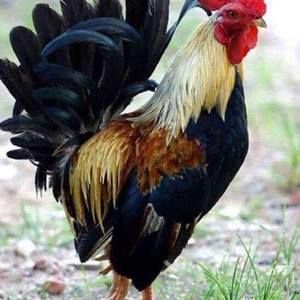 Meet your Posher, Luan